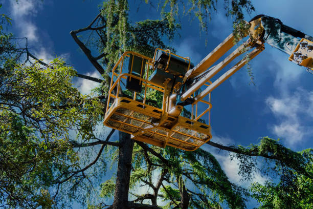 Leaf Removal in Cataula, GA